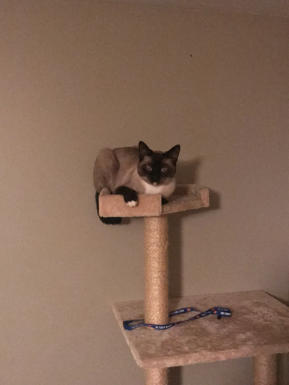Found cat in Saint Charles, MO, 63301