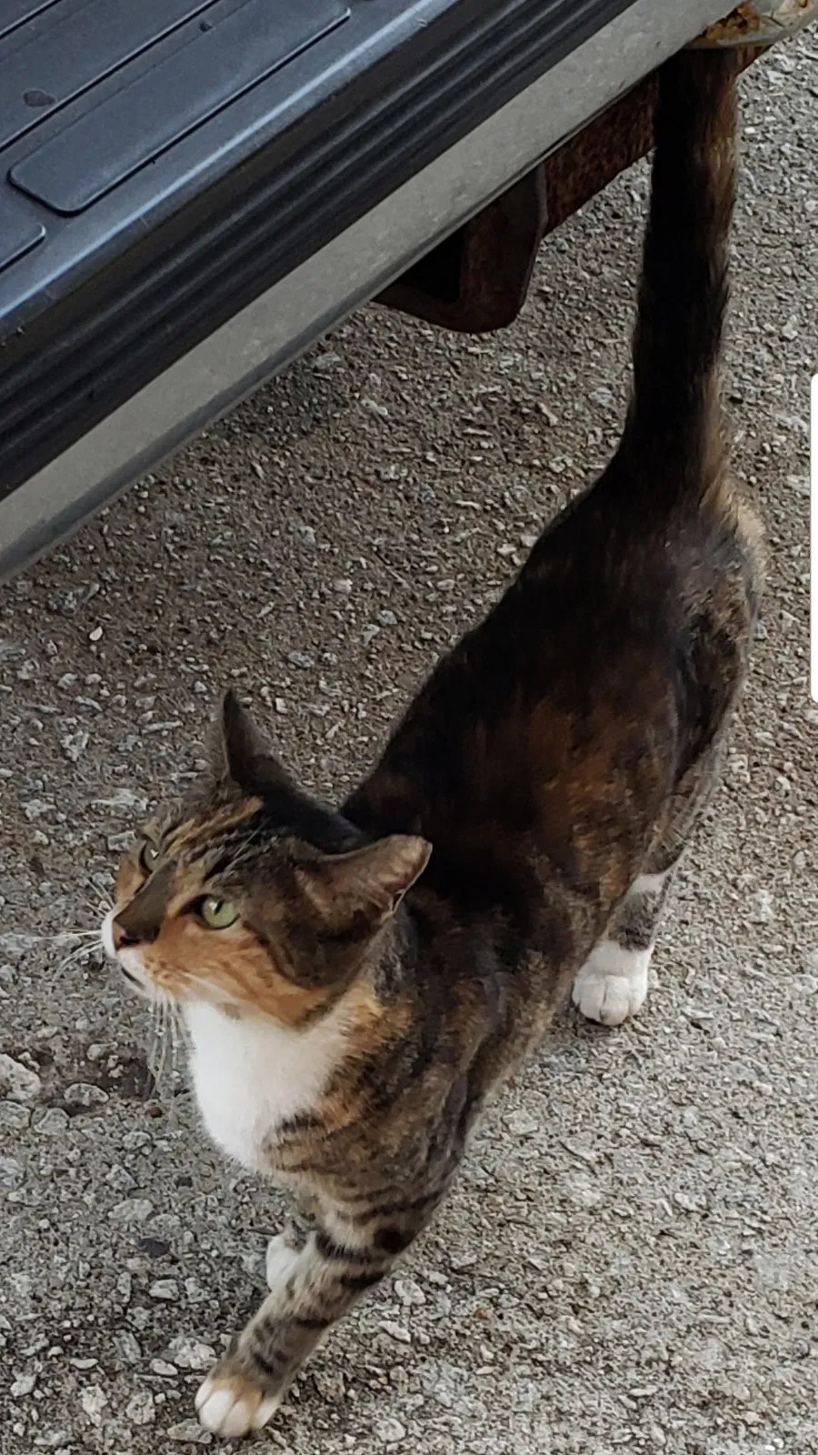 Found cat in Decatur, GA, 30032