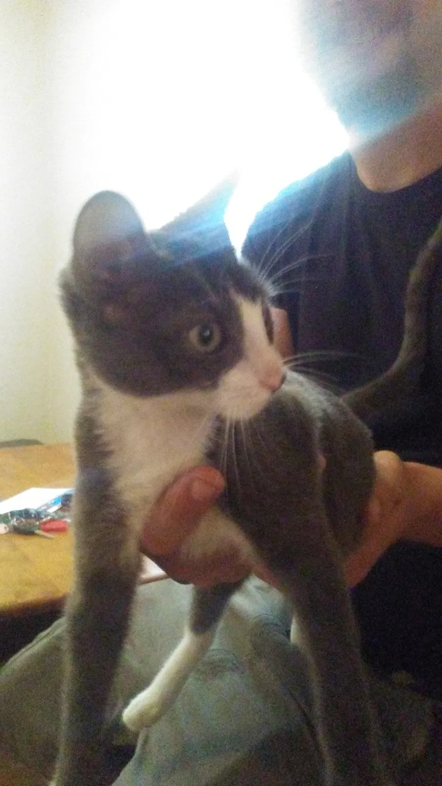 Found cat in Oklahoma City, OK, 73139