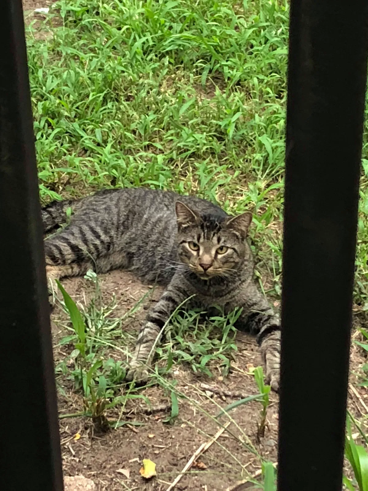 Found cat in Eatontown, NJ, 7724