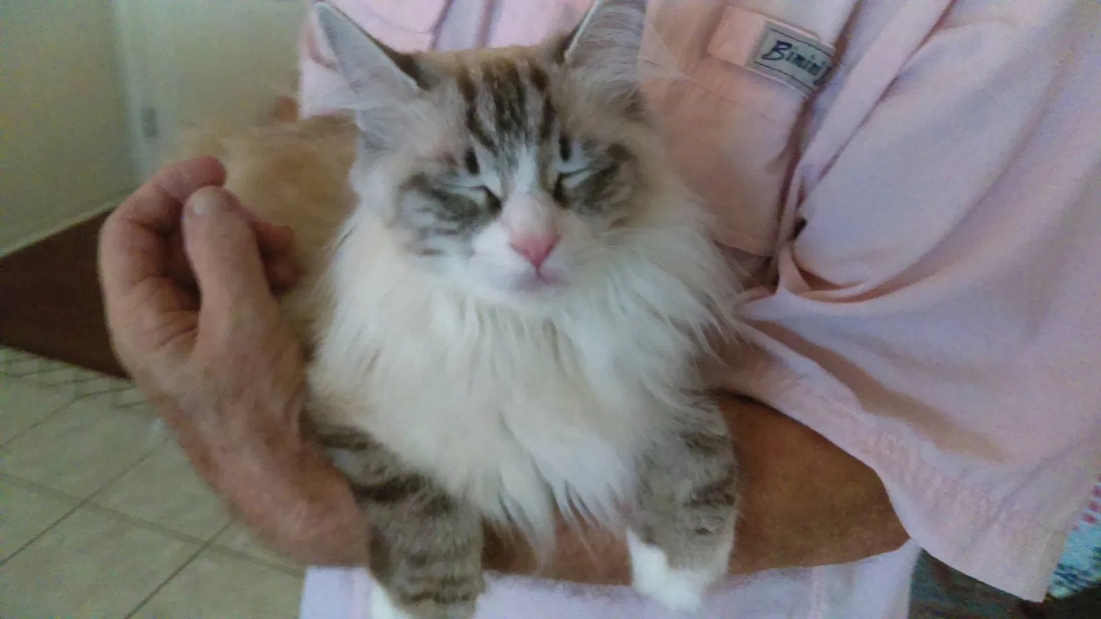 Found cat in Estero, FL, 33928