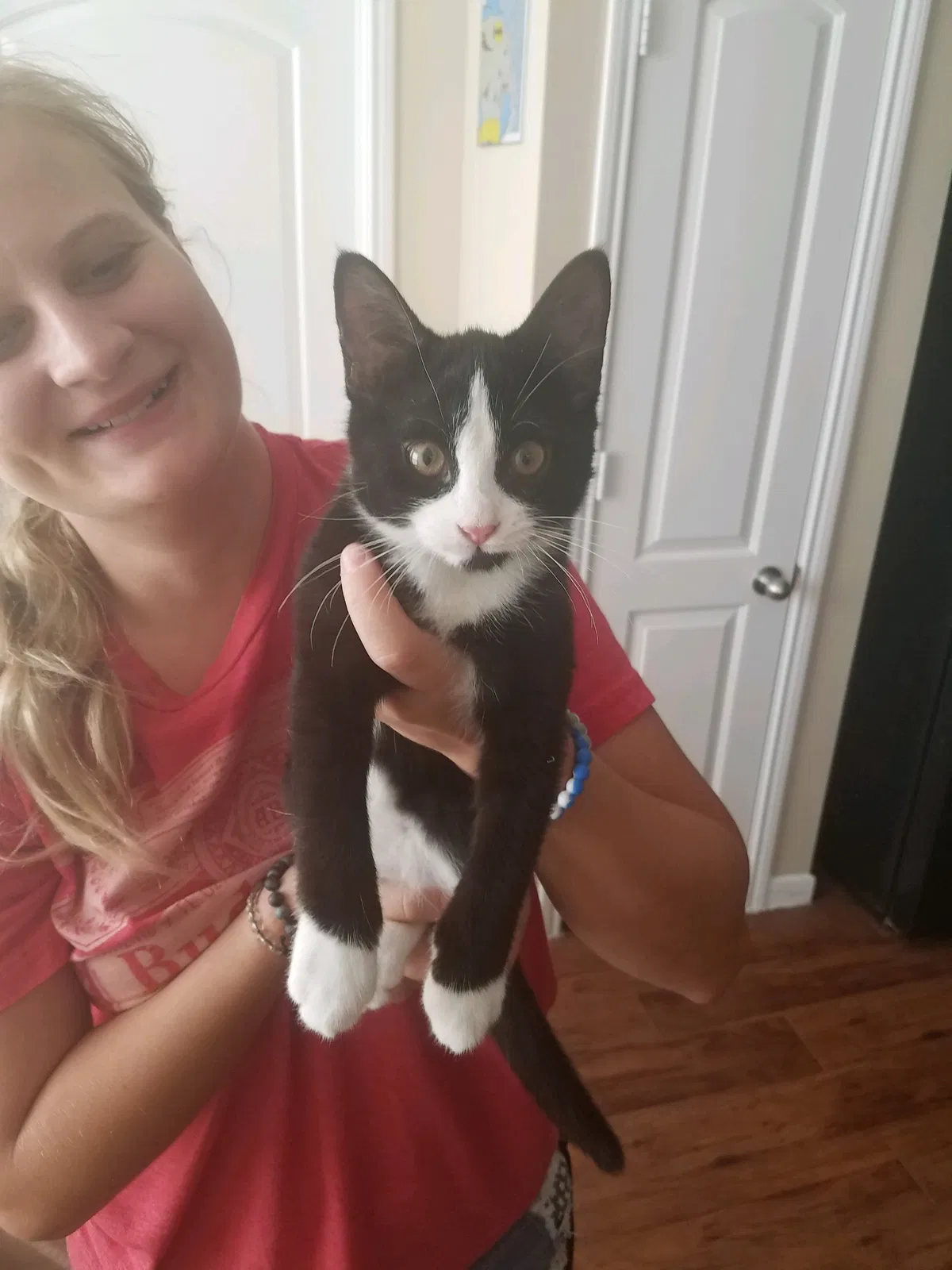 Found cat in Houston, TX, 77090