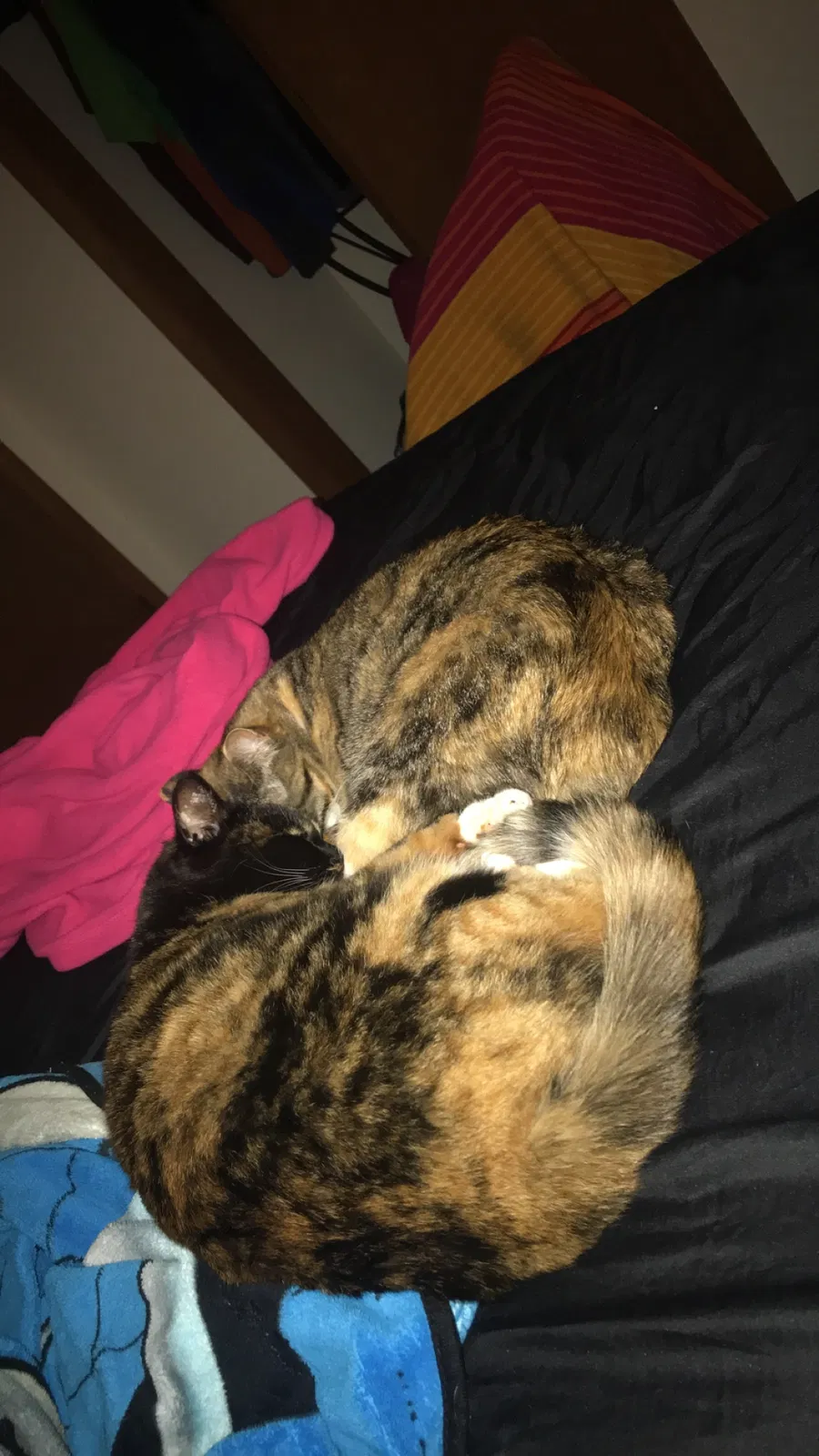 Found cat in Sheboygan, WI, 53081