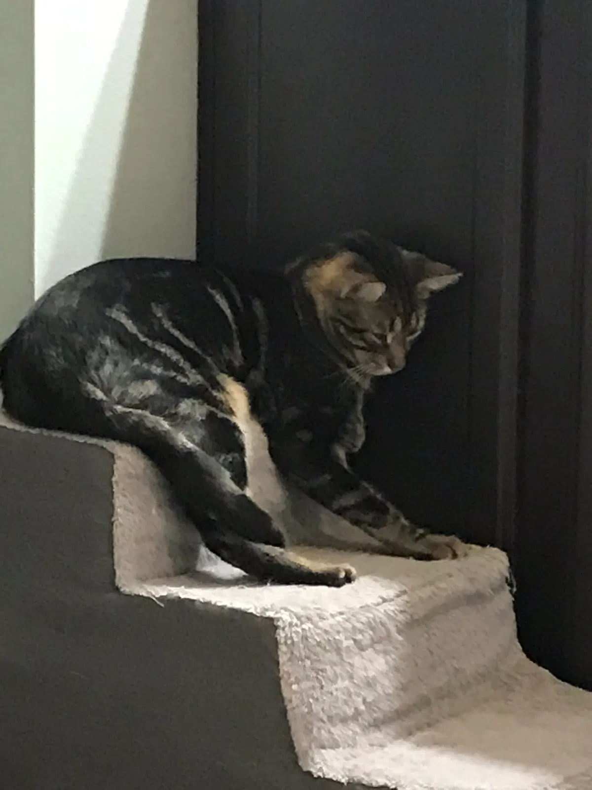 Found cat in Hammond, LA, 70401