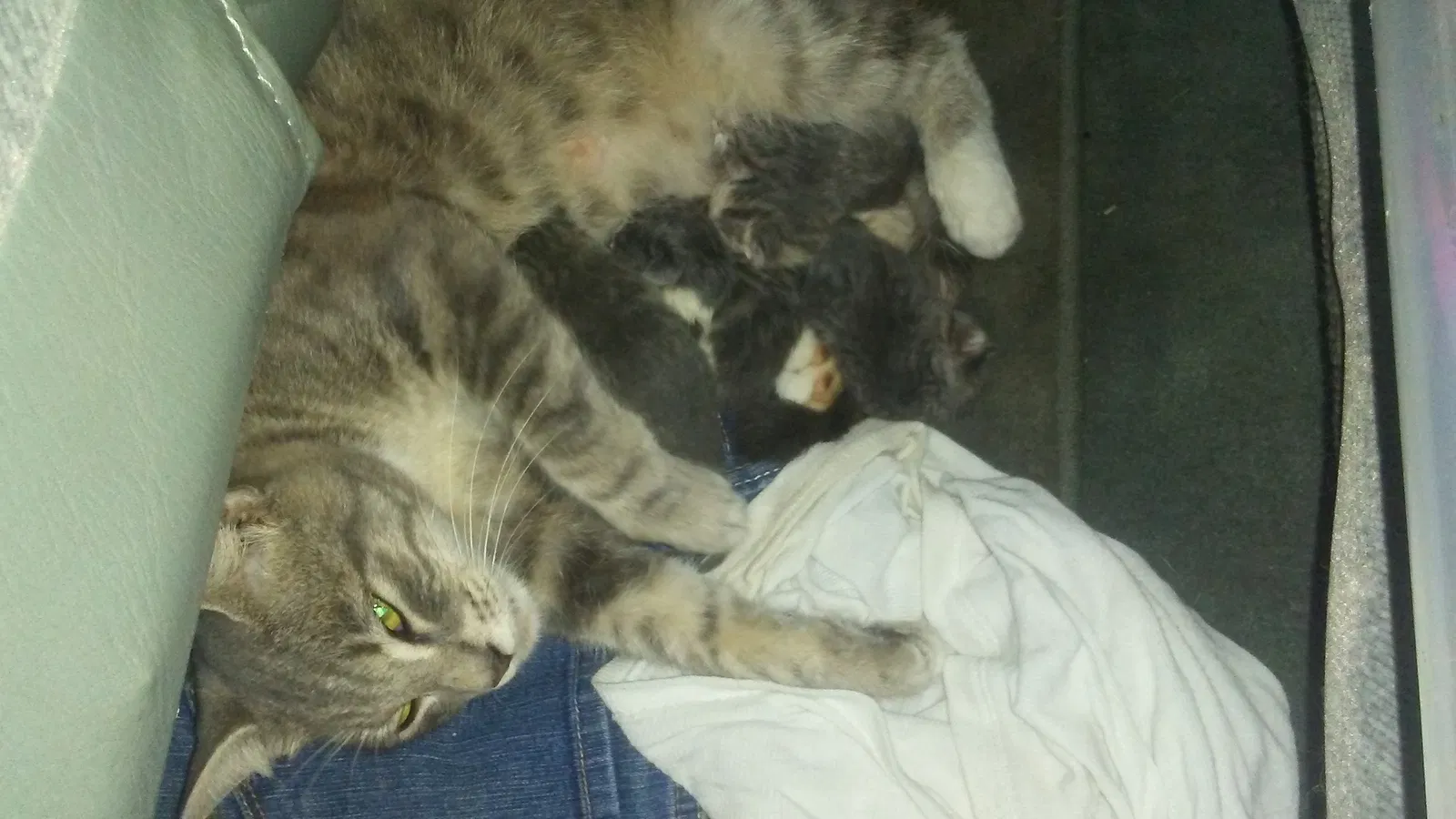 Found cat in Norcross, GA, 30093