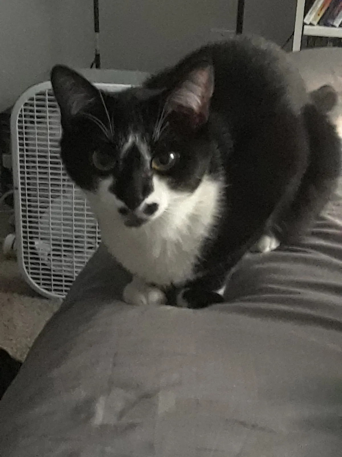 Found cat in Newport News, VA, 23602