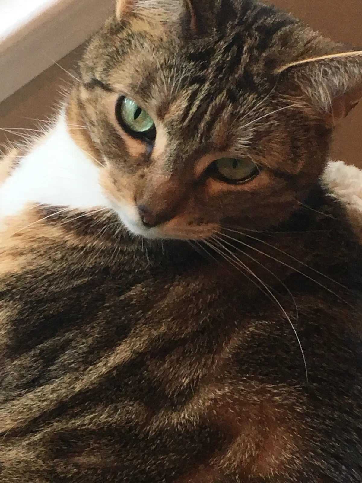 Found cat in Taunton, MA, 2780