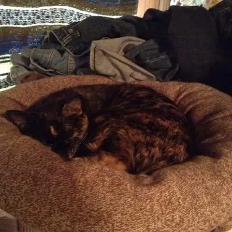 Found cat in Hugo, MN, 55038
