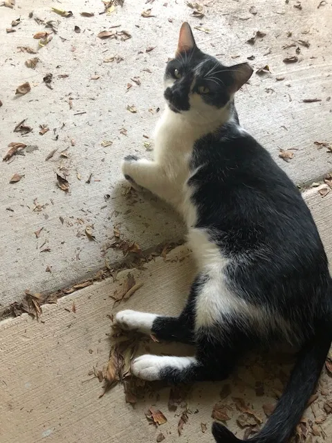Found cat in Glendale, AZ, 85308