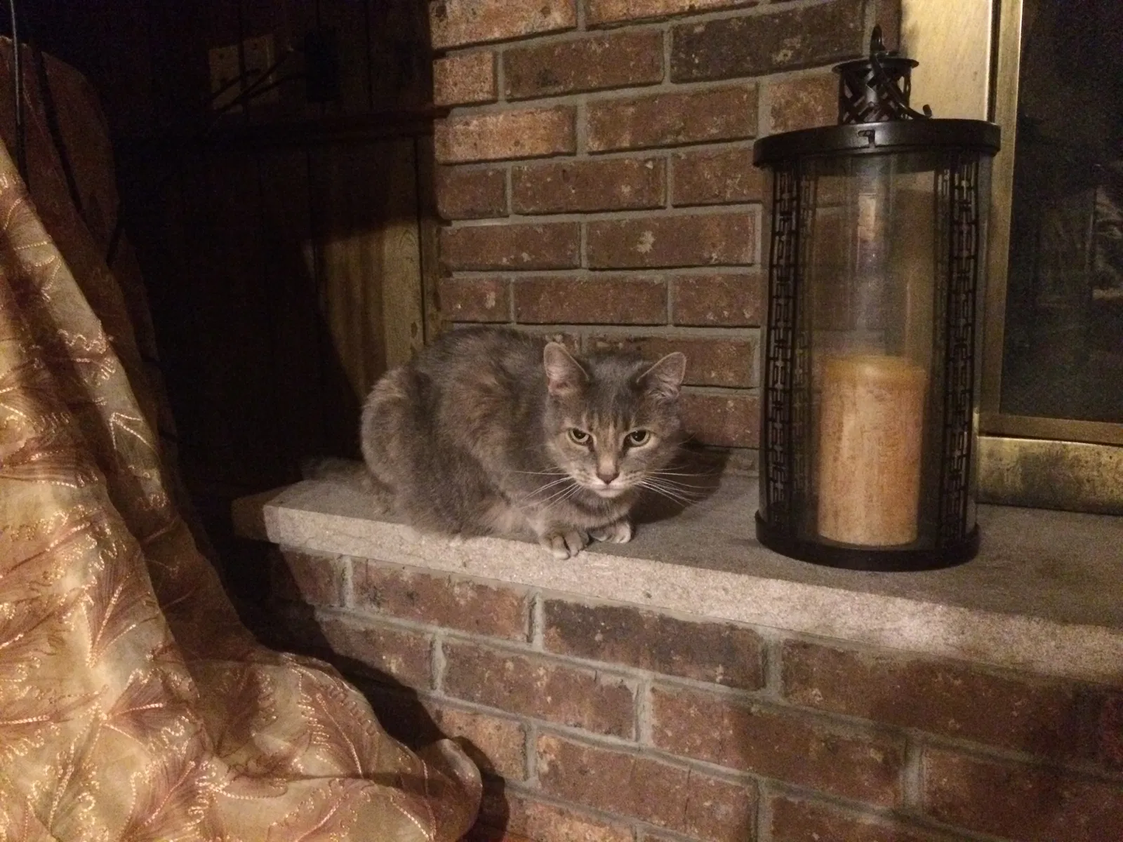Found cat in Pequannock, NJ, 7440