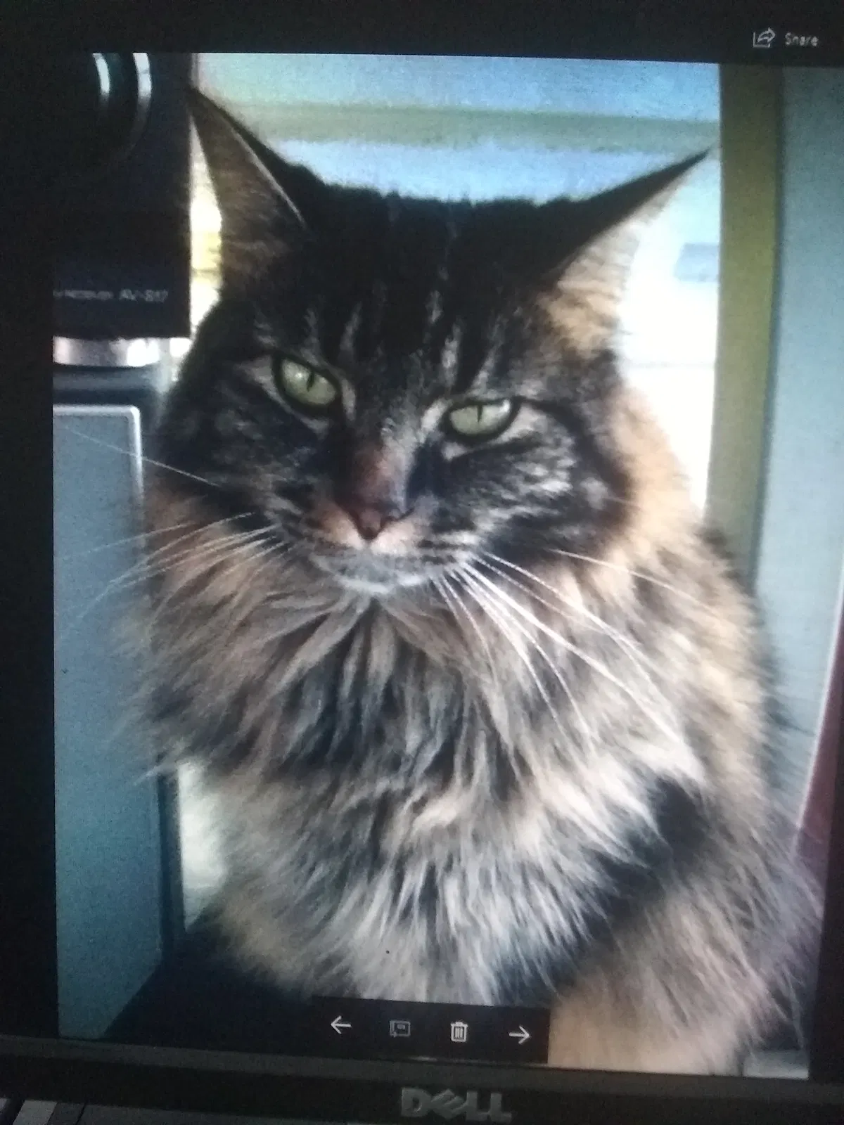 Found cat in Tampa, FL, 33635