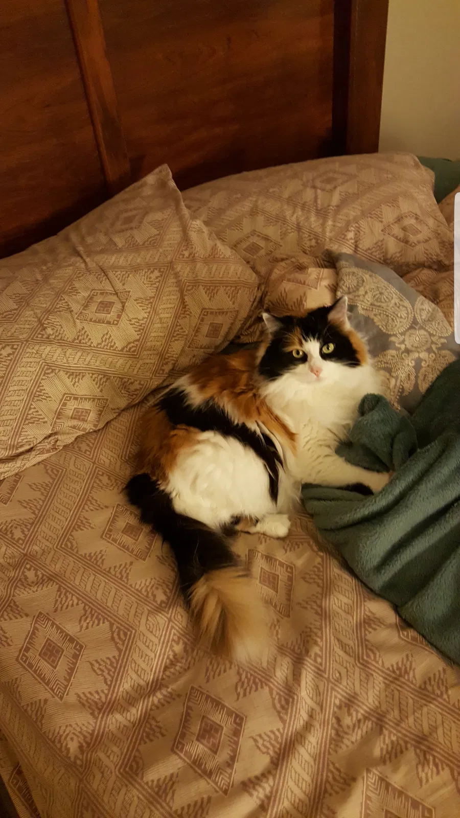 Found cat in Fort Gratiot, MI, 48059