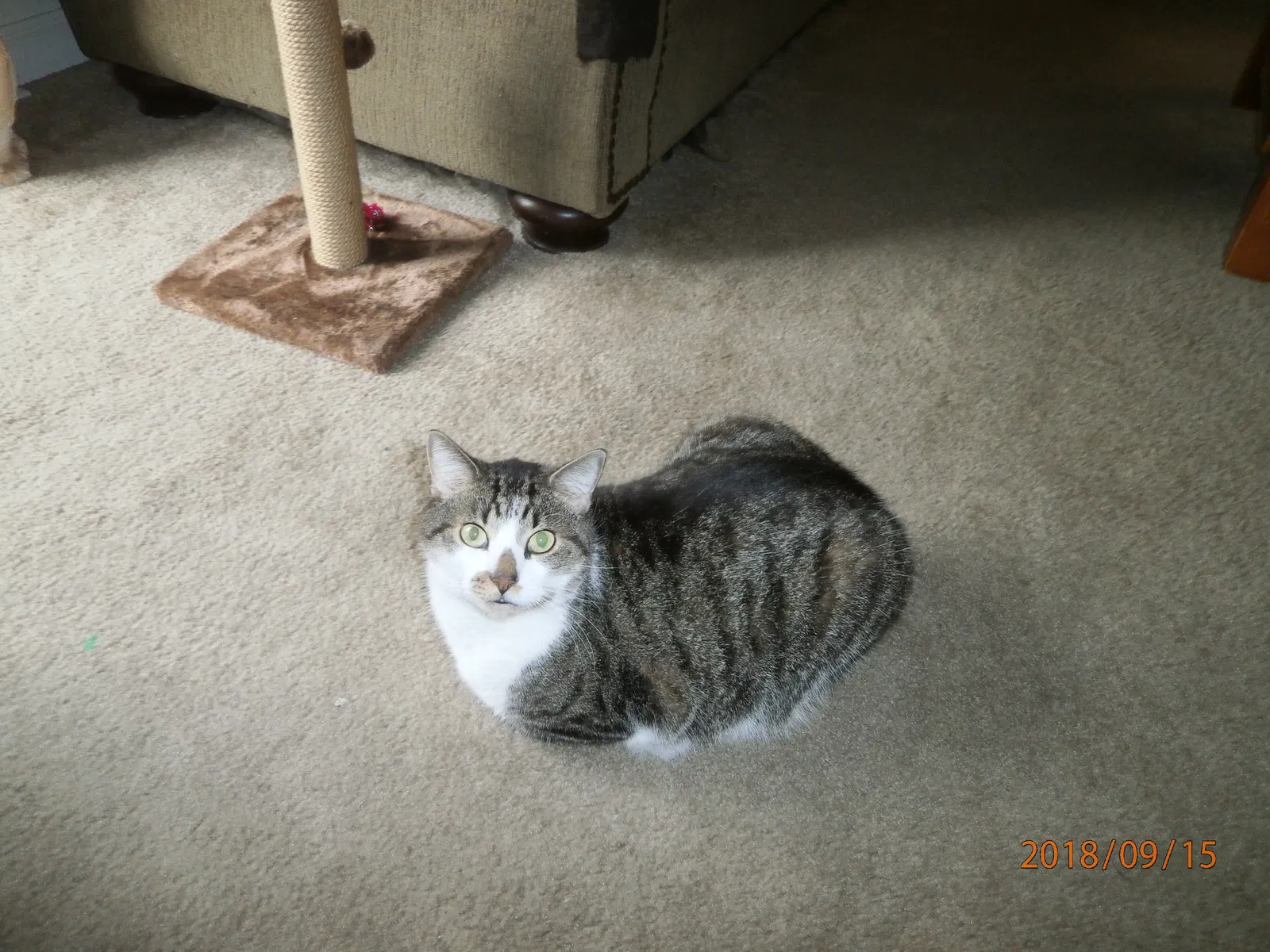 Found cat in Marcus Hook, PA, 19061