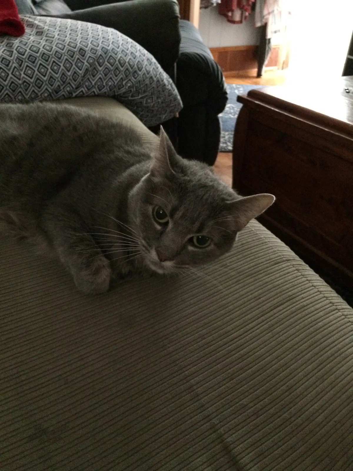 Found cat in Herington, KS, 67449
