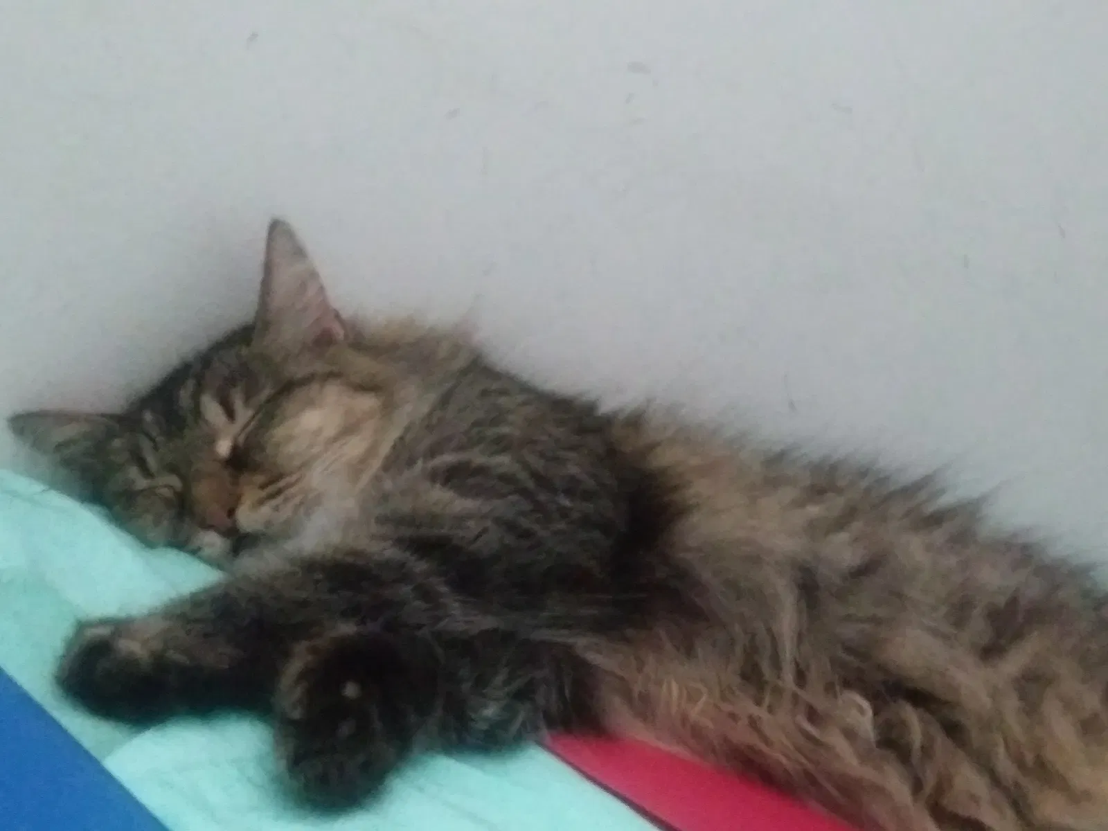 Found cat in New London, CT, 6320