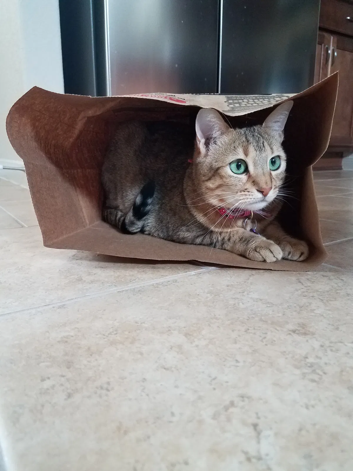 Found cat in San Diego, CA, 92108
