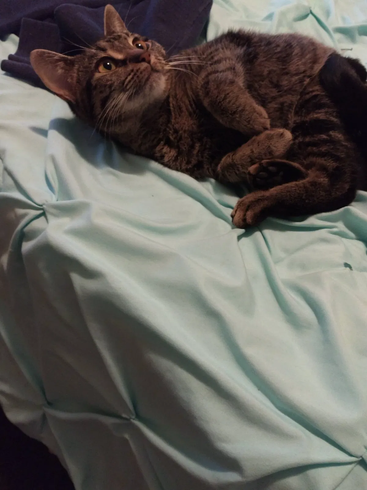 Found cat in Kingsport, TN, 37660