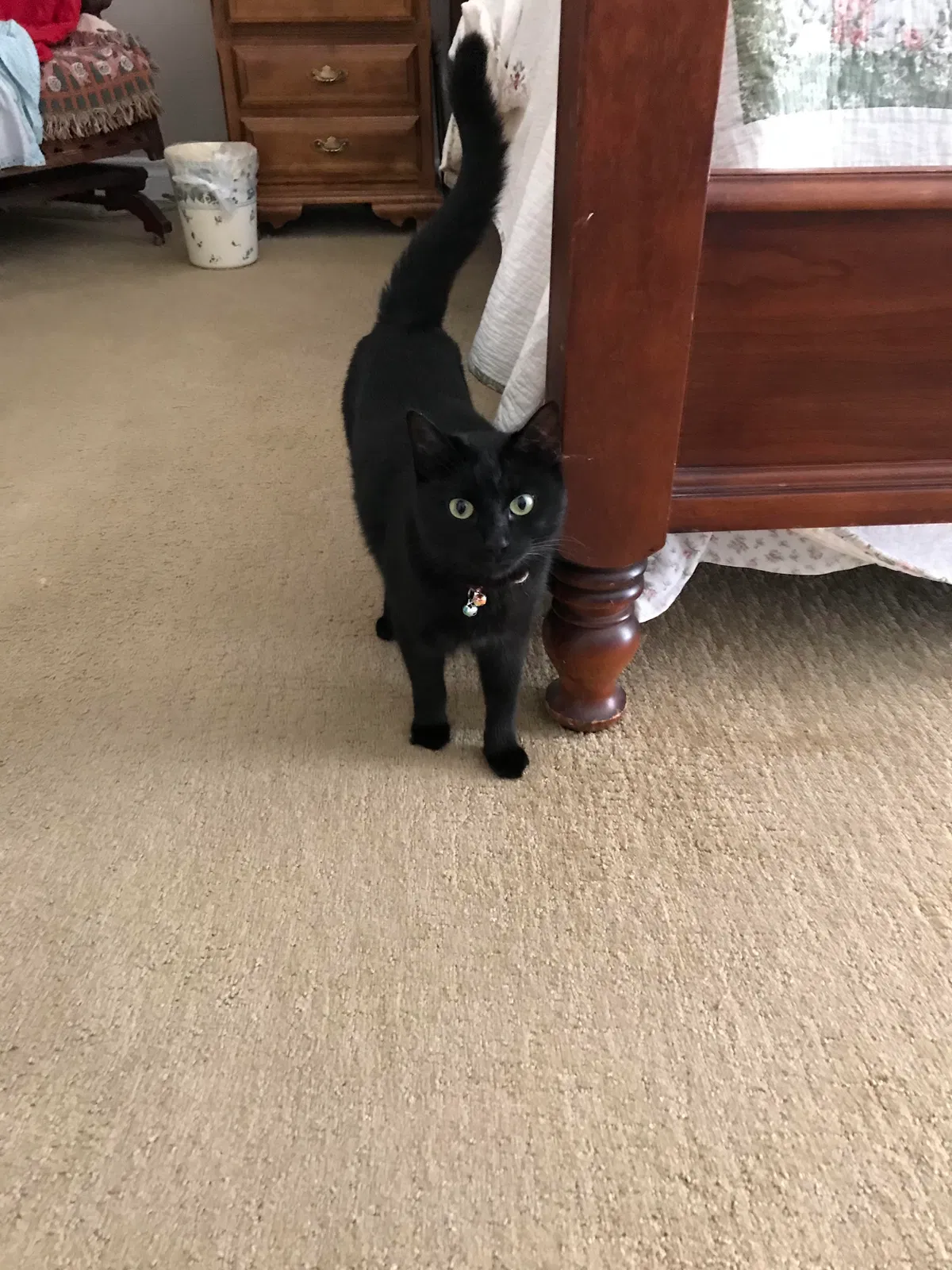 Found cat in Huntington Beach, CA, 92649