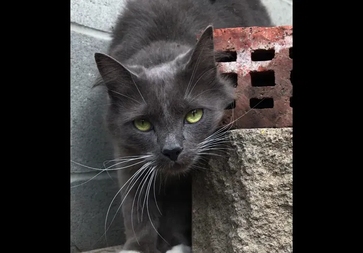 Found cat in Longbranch, WA, 98351
