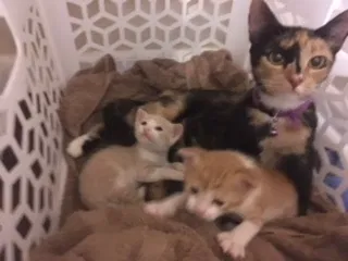 Found Cat