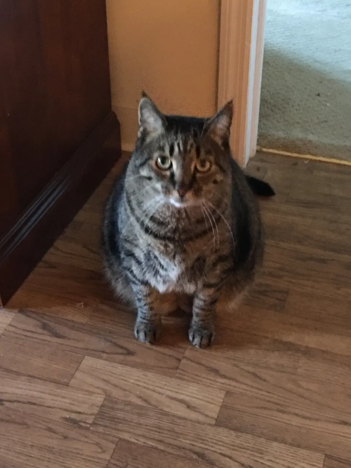 Found cat in Freehold, NJ, 7728