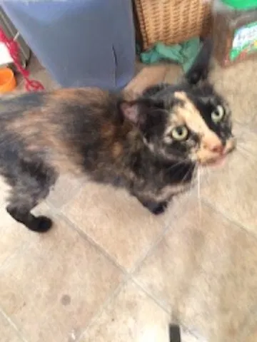 Found cat in Port Norris, NJ, 8349