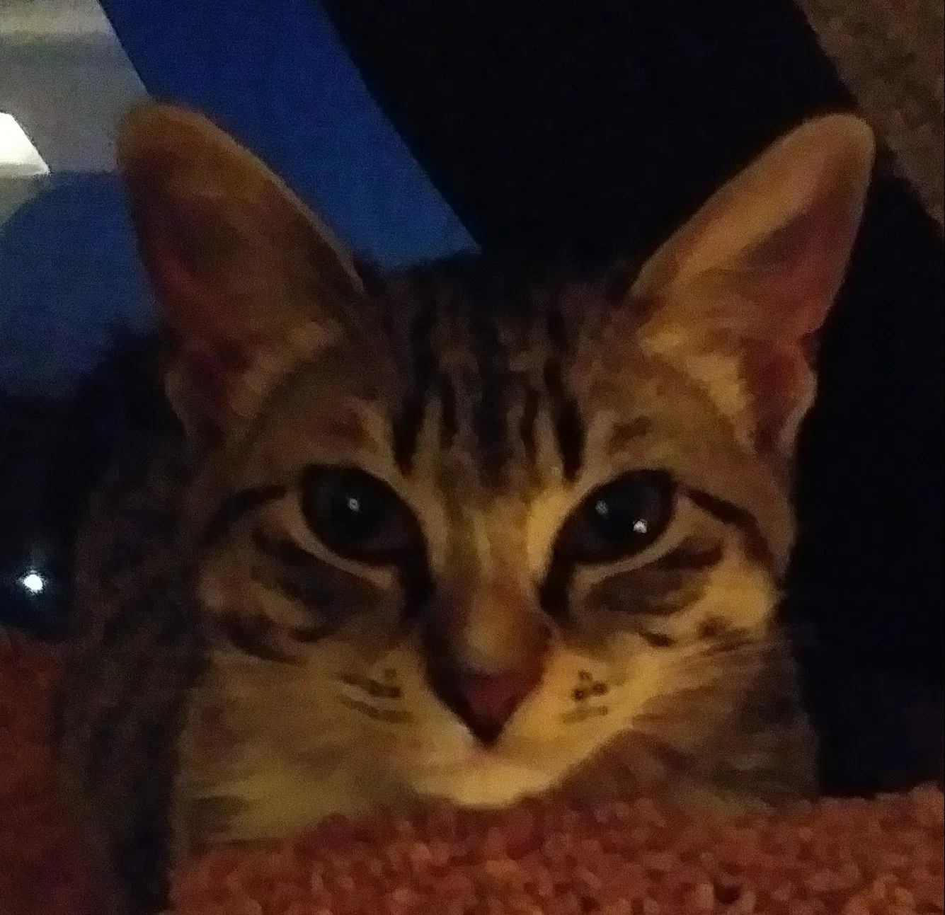Found cat in Rockledge, FL, 32955