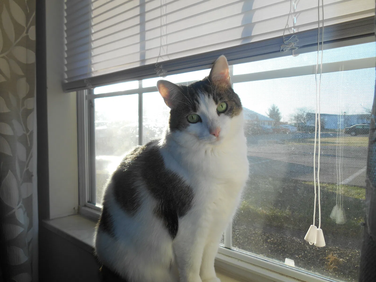 Found cat in Marysville, OH, 43040