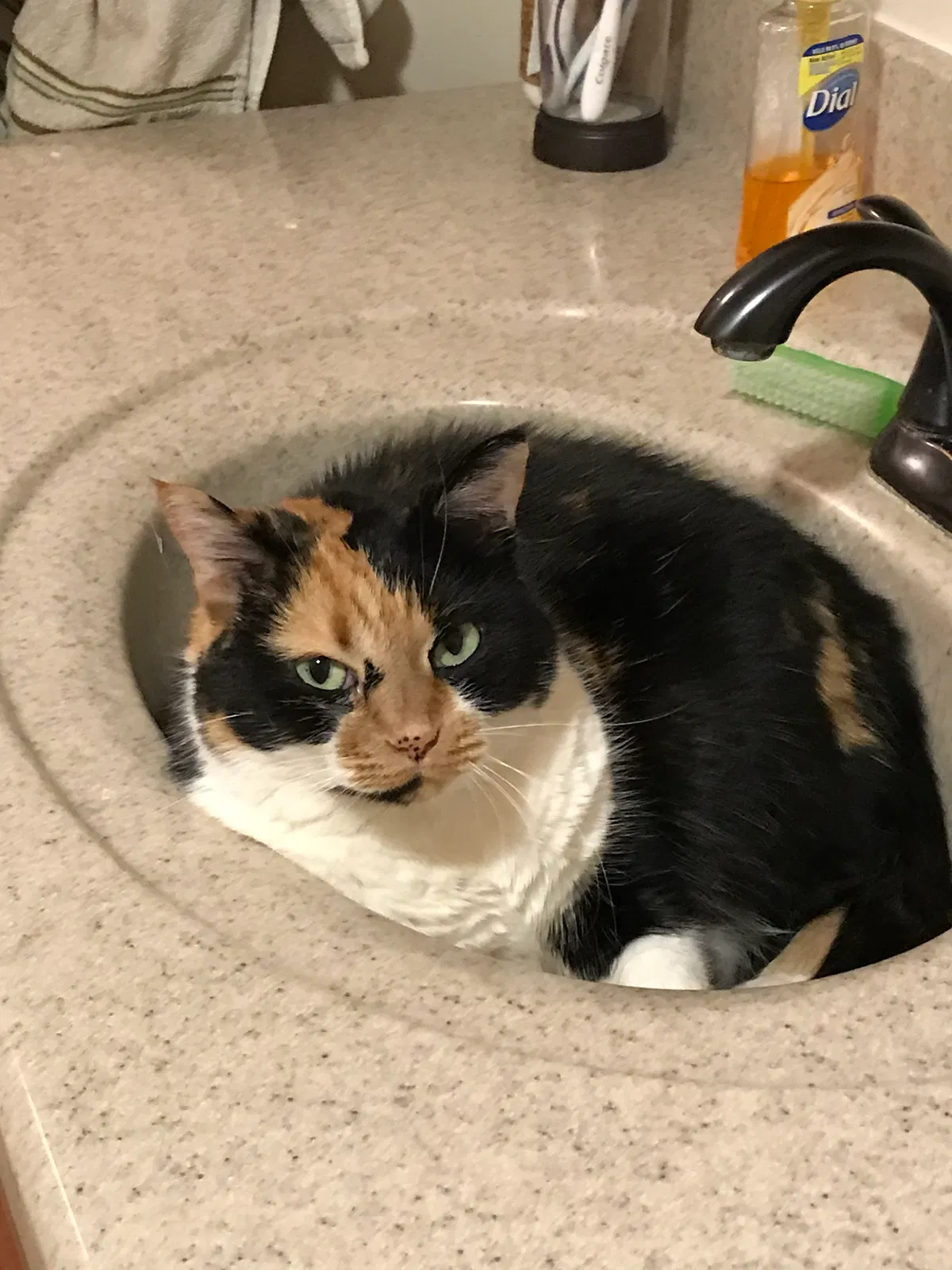 Found cat in Peoria, IL, 61604