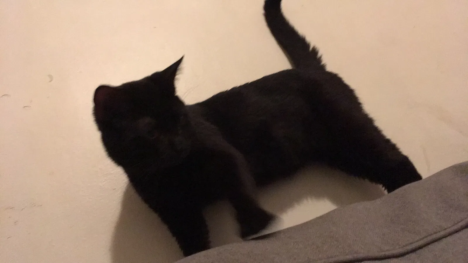 Found cat in Carlisle, PA, 17013