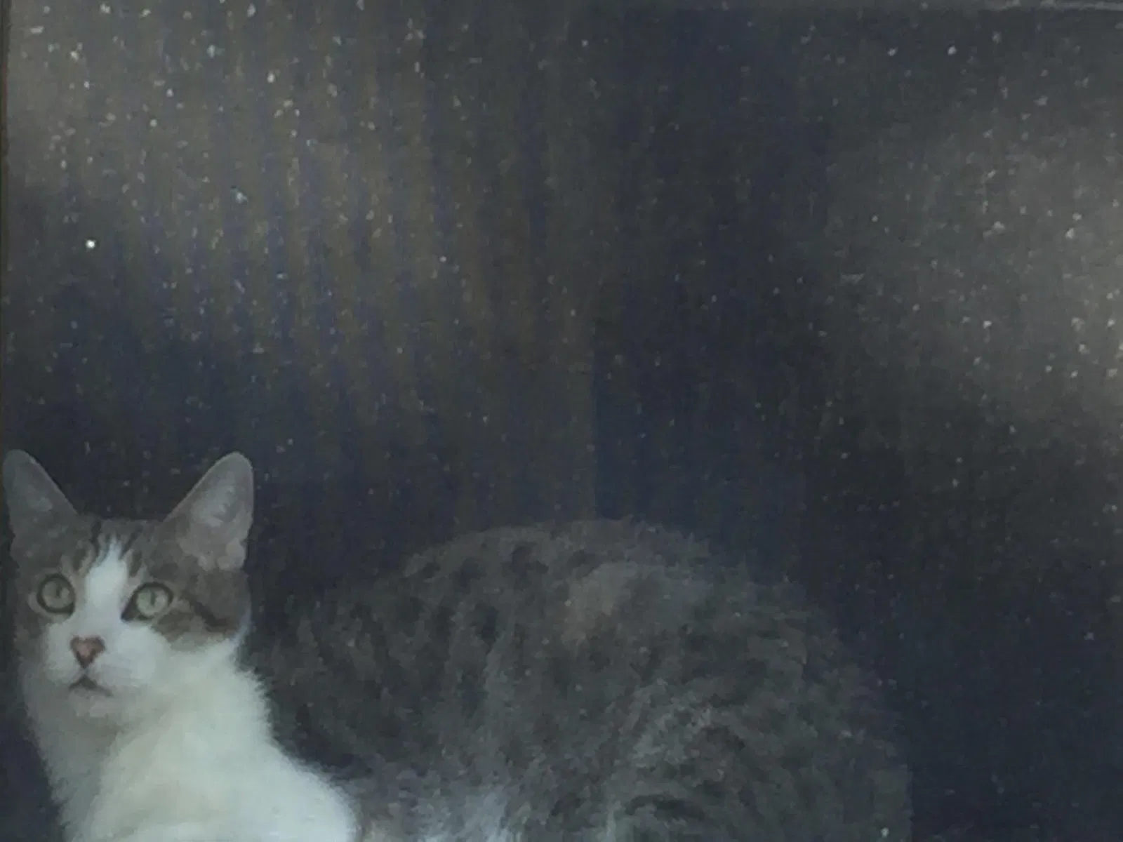 Found cat in Saint Clair Shores, MI, 48081