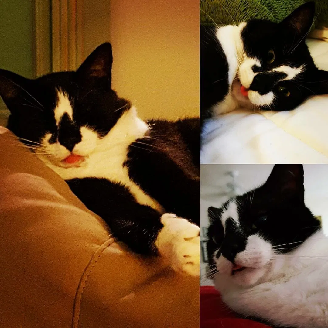 Found cat in Palm Bay, FL, 32908
