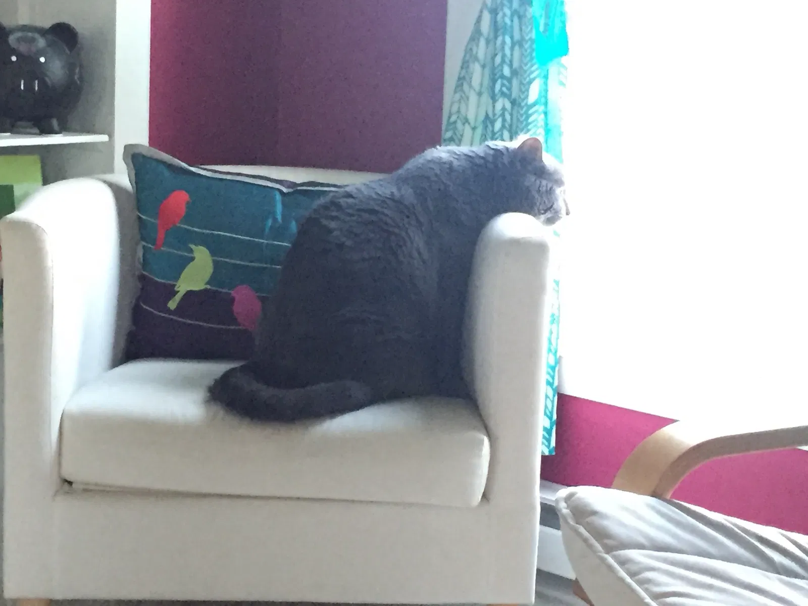 Found cat in Osseo, MN, 55369