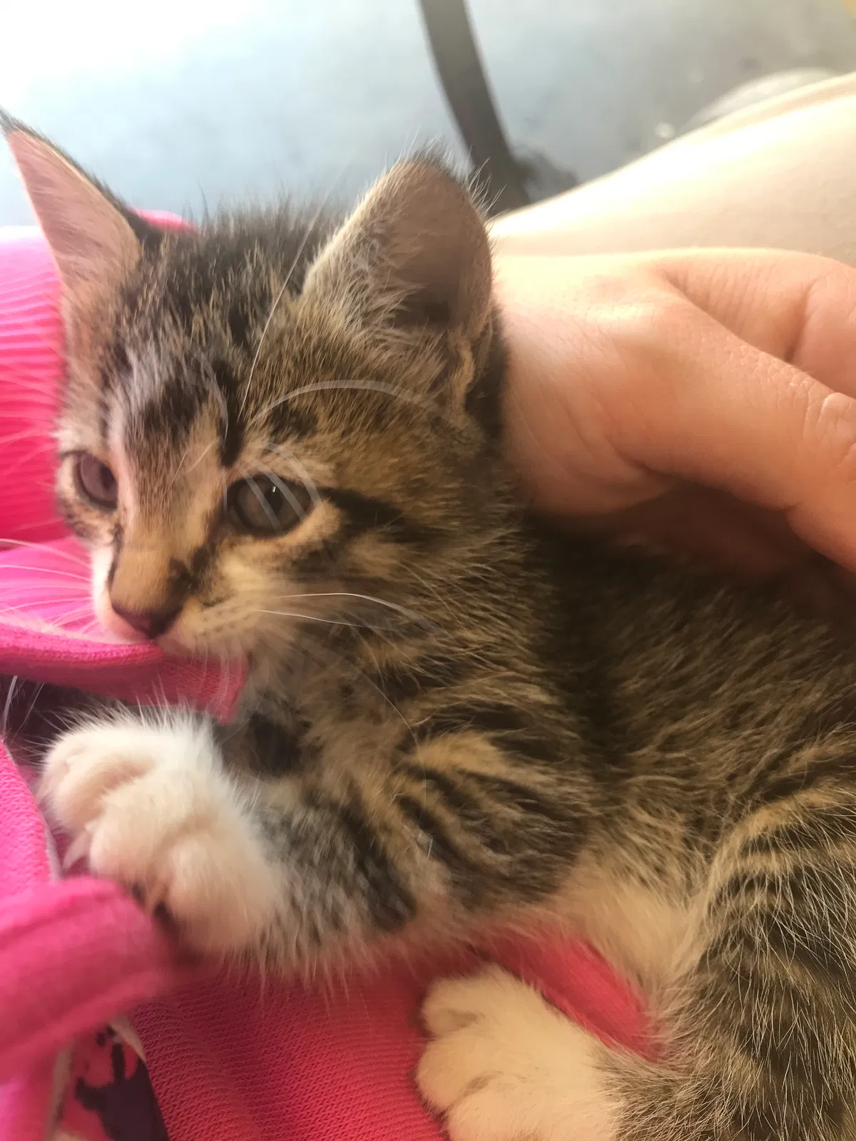 Found cat in Grafton, IL, 62037