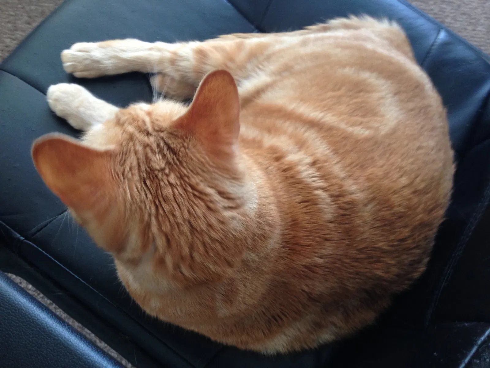 Found cat in Darien, IL, 60561