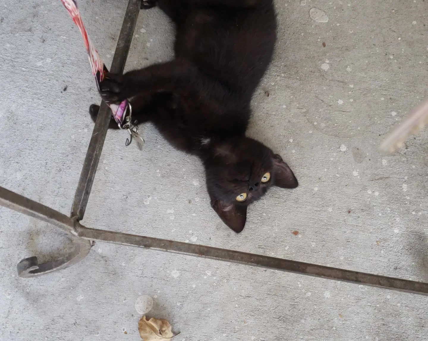 Found cat in Kenner, LA, 70065
