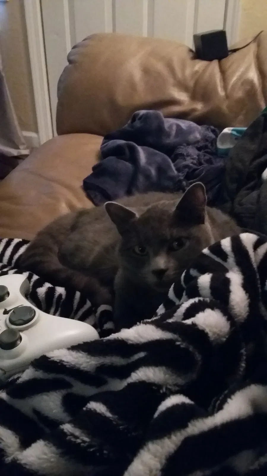 Found cat in Dallas, OR, 97338