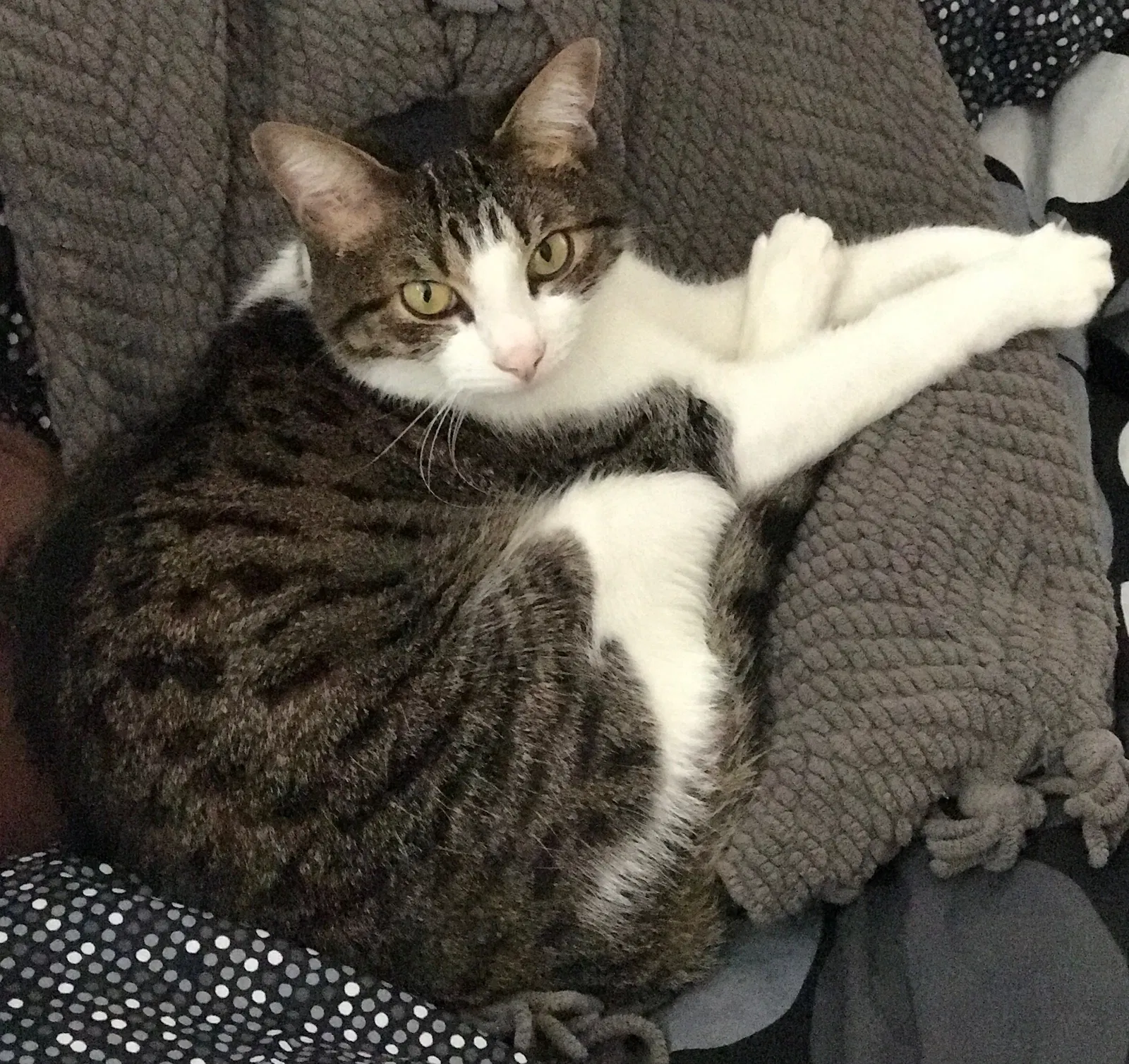Found cat in Kernersville, NC, 27284