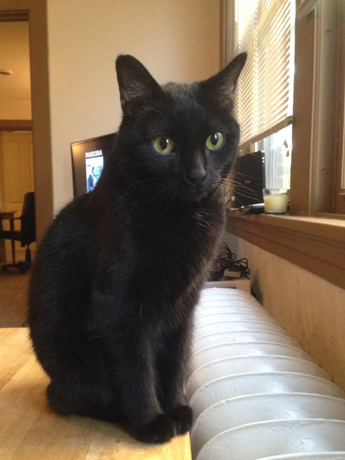 Found cat in West Mifflin, PA, 15122
