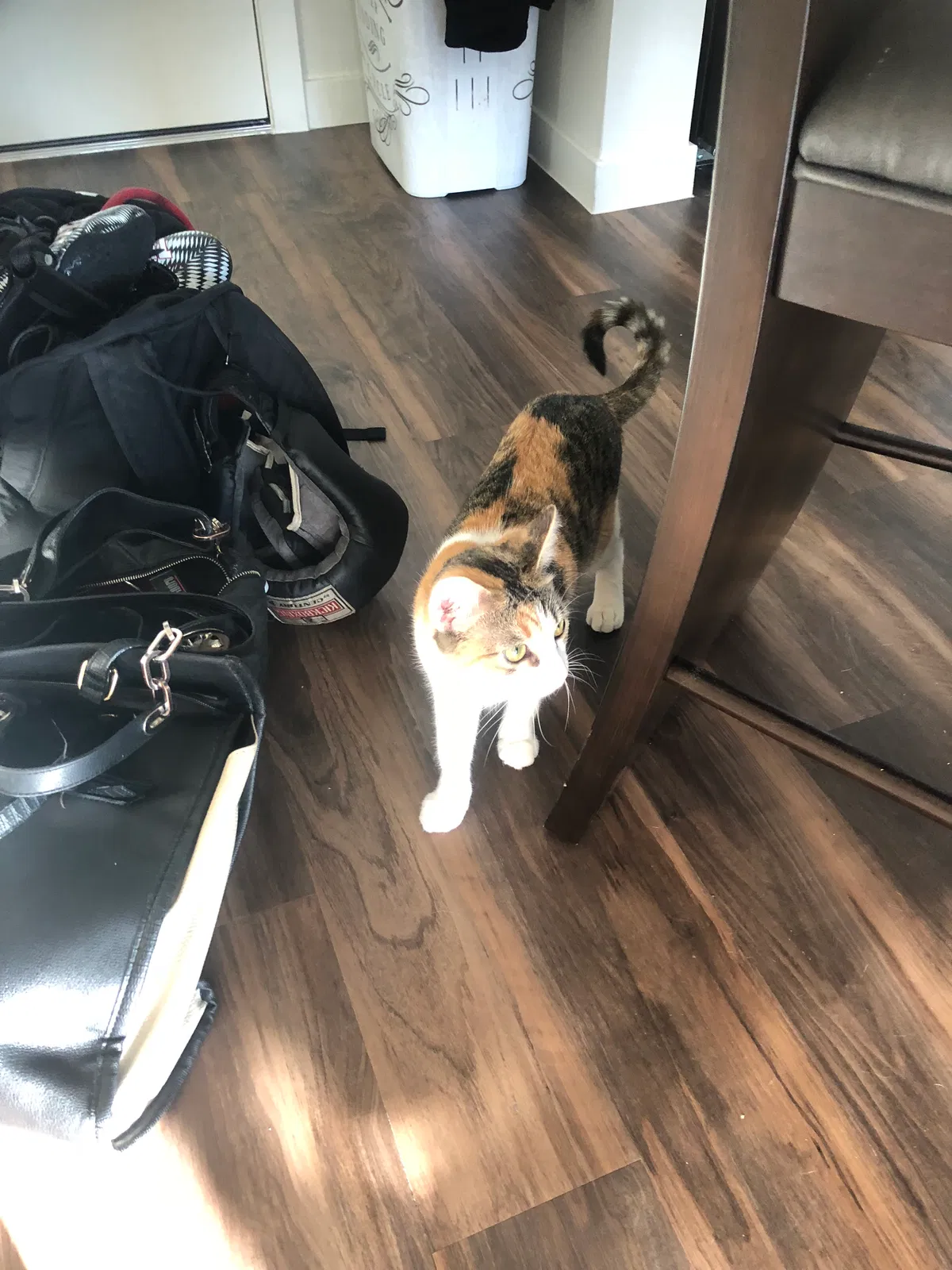 Found cat in Las Vegas, NV, 89101
