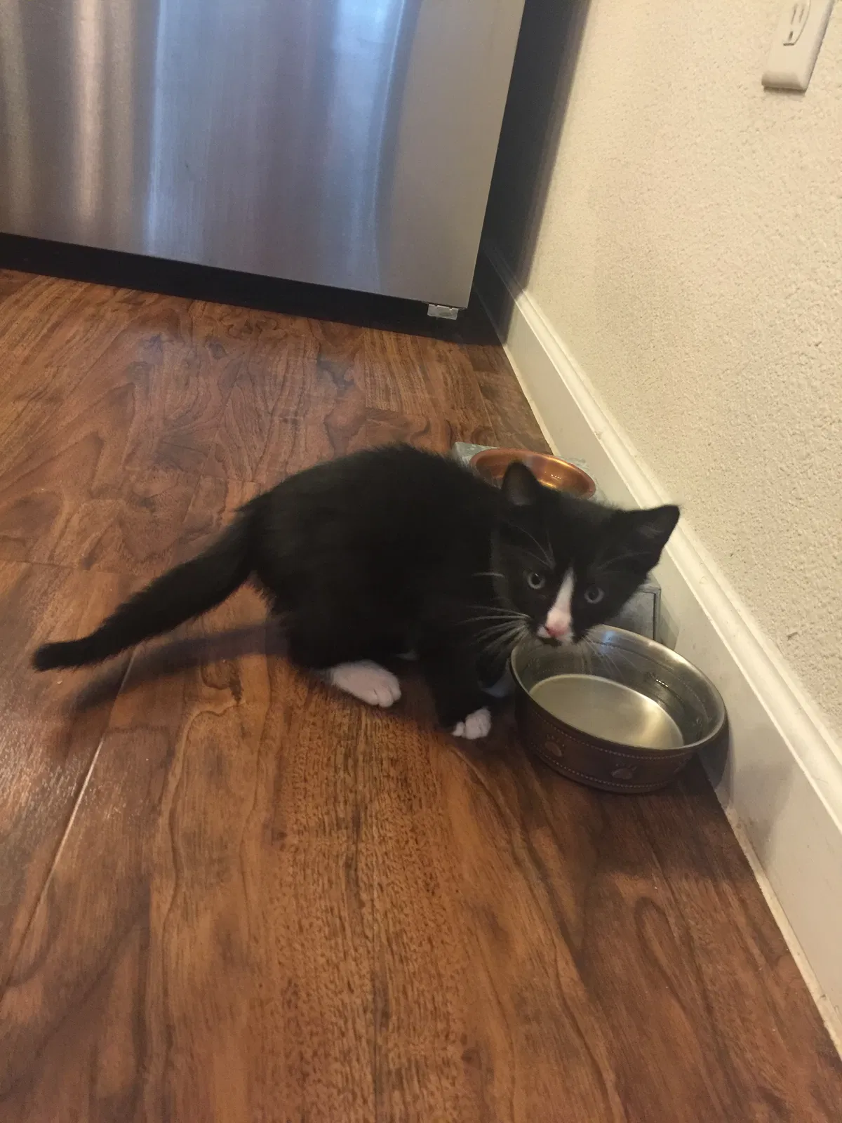 Found cat in Houston, TX, 77254