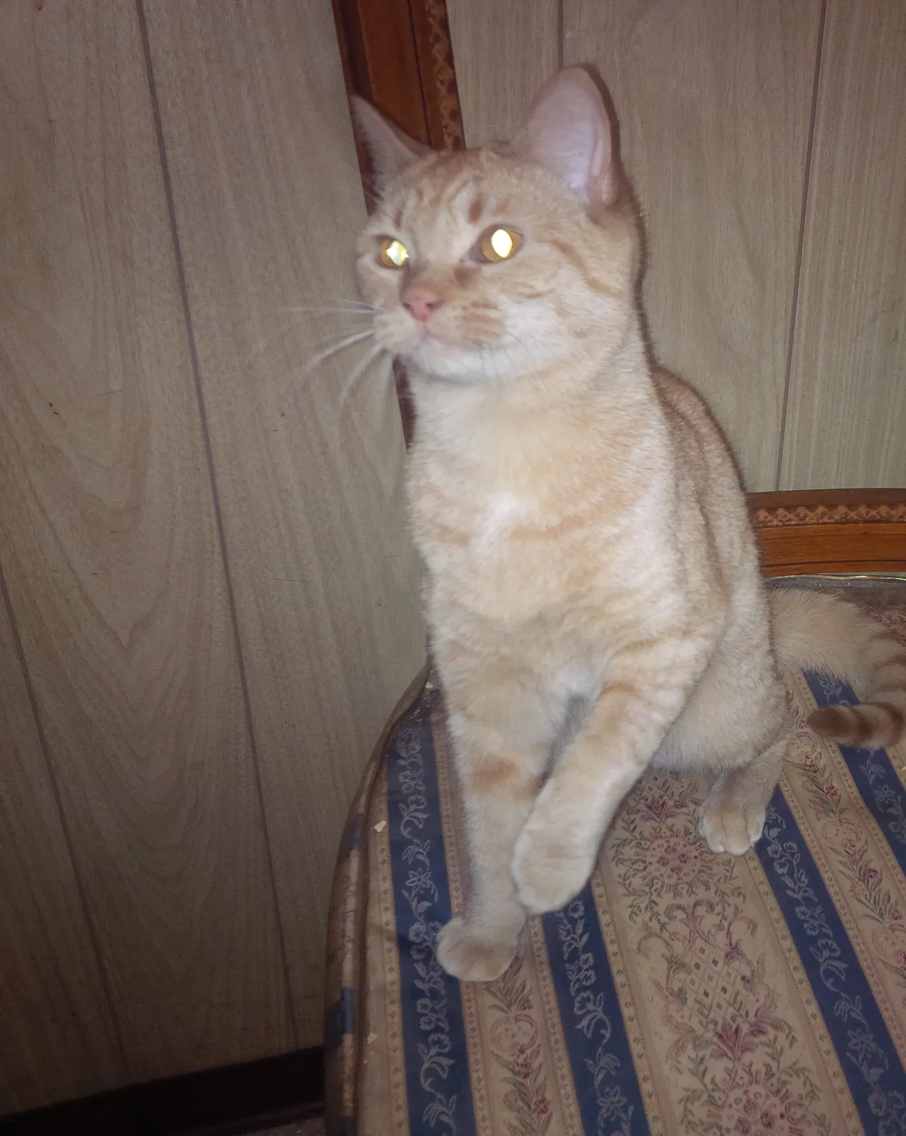Found cat in Hollis, NY, 11423