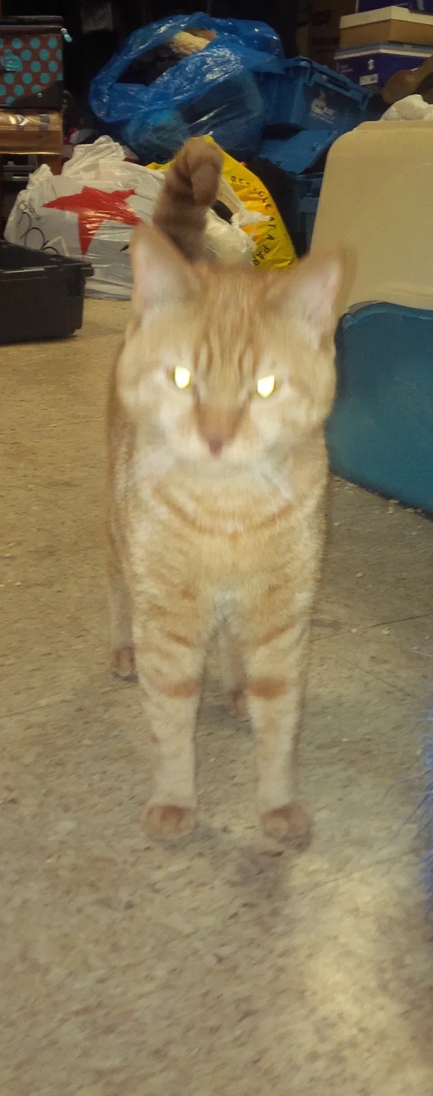 Found cat in Hollis, NY, 11423