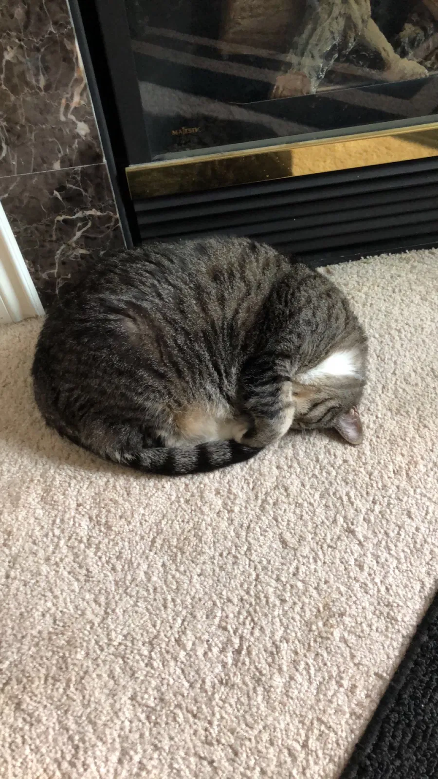 Found Cat