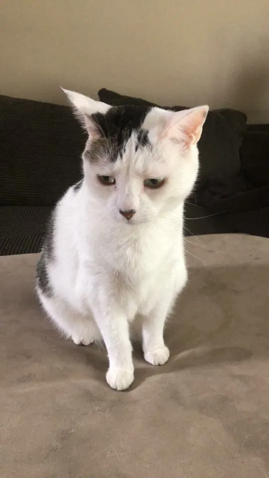 Found cat in Rochester, NY, 14609