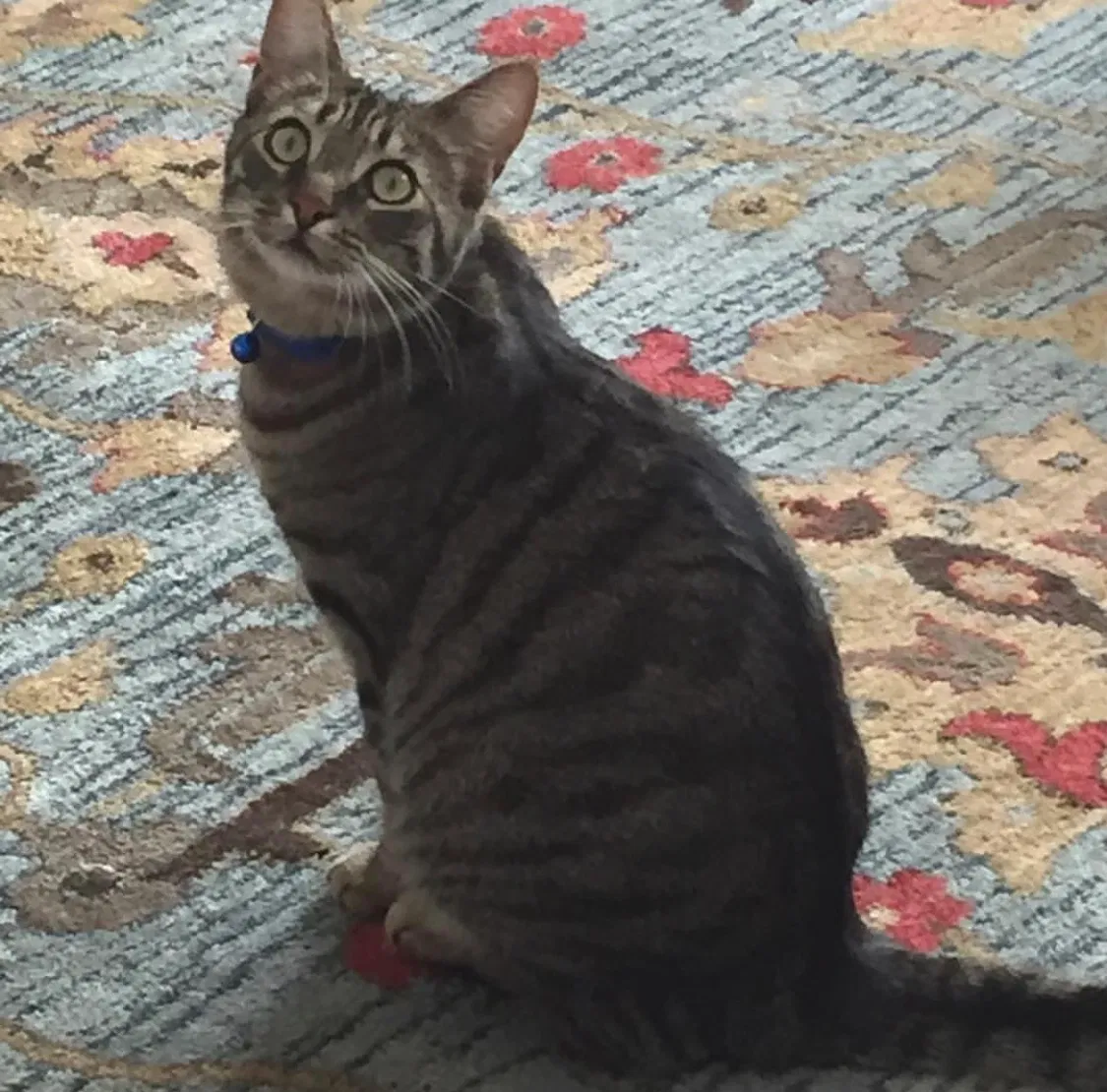 Found cat in Dearborn Heights, MI, 48127