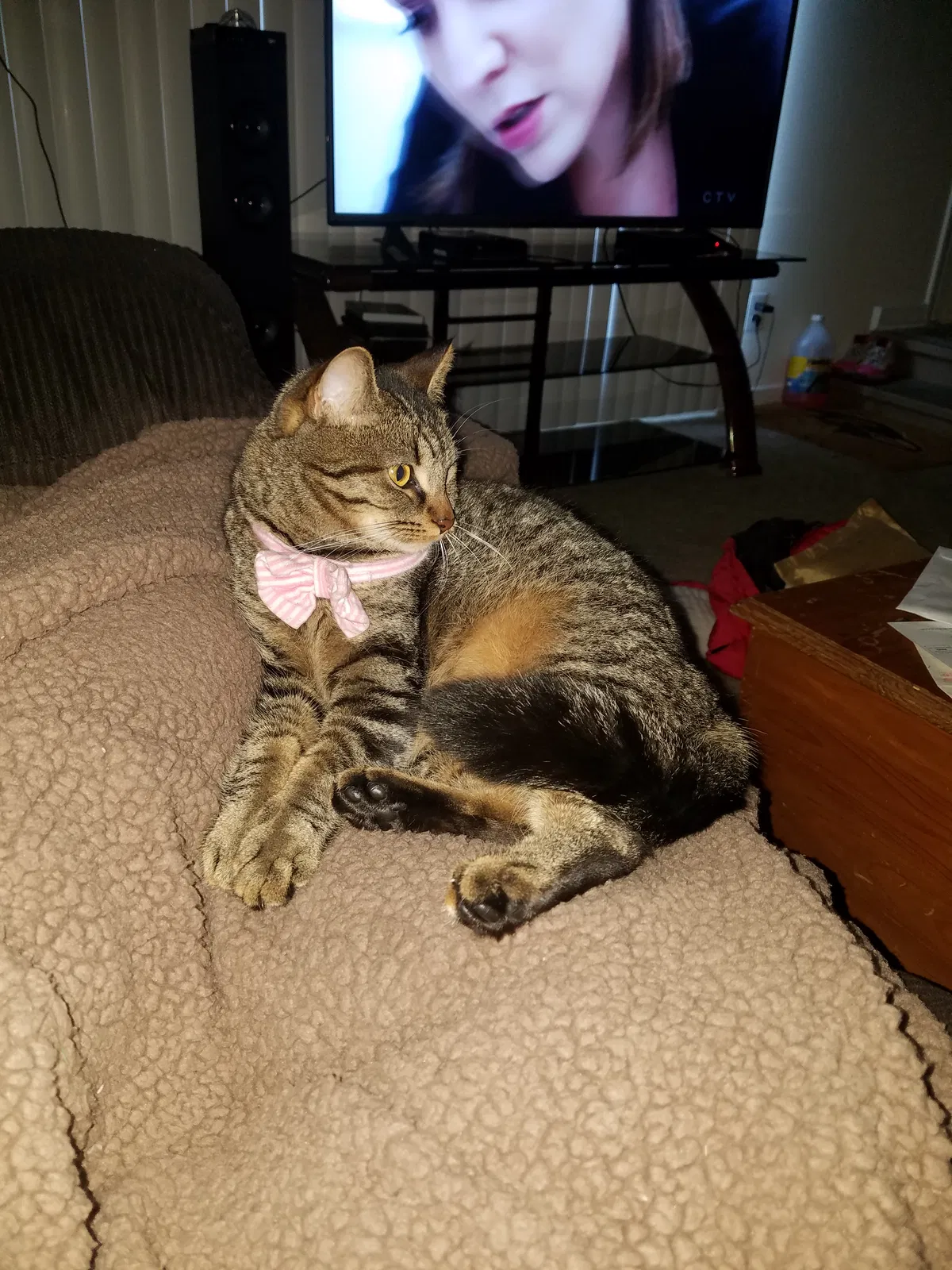 Found cat in Richmond, VA, 23225