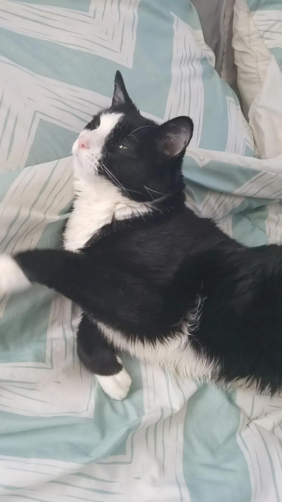 Found cat in Erie, CO, 80516