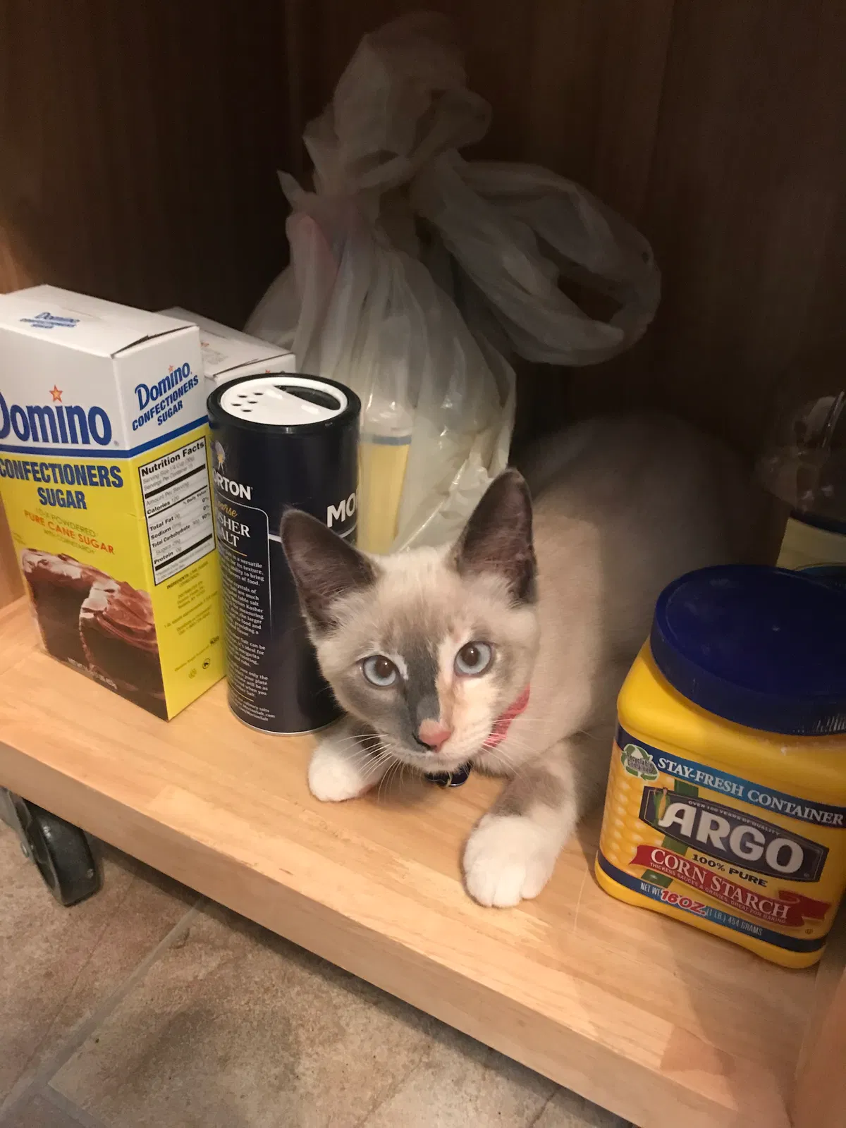 Found cat in Southgate, MI, 48195