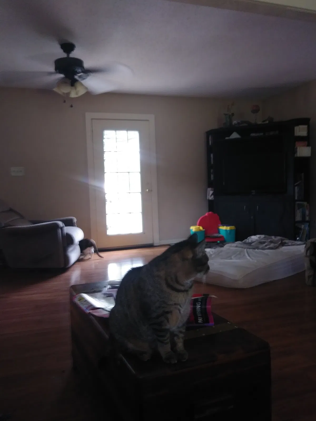 Found cat in Birmingham, AL, 35235